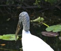 Wood Stork bird Everglades national Park Florida Royalty Free Stock Photo