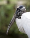 Wood Stork Bird Stock Photos.  Wood Stork Bird head close-up profile-view with bokeh background. Picture. Photo. Image. Portrait Royalty Free Stock Photo