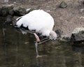 Wood stork bird photo.  Wood stork bird close-up profile view in the water cleaning its beak with its feet Royalty Free Stock Photo