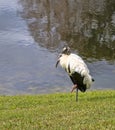 Wood Stork Bird, Rests on the Edge of a Pond in Central Florida Royalty Free Stock Photo
