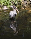 Wood Stork Bird Stock Photos.  Wood Stork Bird profile-view. Picture. Portrait. Image. Standing in water. Rock and foliage Royalty Free Stock Photo