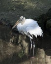 Wood Stork Bird Stock Photos.  Wood Stork Bird profile-view. Picture. Portrait. Photo. Image. Background foliage. Fluffy wings. Royalty Free Stock Photo