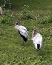 Wood Stork Bird Stock Photos.  Wood Stork Bird profile-view. Picture. Portrait. Photo. Image. Foliage and grass background and Royalty Free Stock Photo