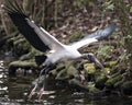 Wood Stork bird stock photos.  Wood Stork bird close-up profile view flying over water with bokeh background.  Flying bird. Royalty Free Stock Photo