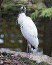 Wood Stork Bird Stock Photos.  Wood Stork Bird profile-view. Picture. Portrait. Photo. Image. Background foliage. Fluffy wings. Royalty Free Stock Photo