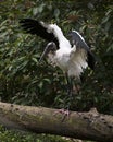 Wood Stork Bird Stock Photos.  Wood Stork Bird profile-view. Picture. Portrait. Photo. Image. Background foliage. Spread wings. Royalty Free Stock Photo