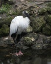 Wood Stork Bird Stock Photos.  Wood Stork Bird profile-view. Picture. Portrait. Photo. Image. Background moss rocks. Black and Royalty Free Stock Photo