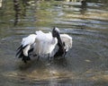 Wood Stork Bird Stock Photos.  Wood Stork Bird profile-view. Picture. Portrait. Photo. Image. Bathing. Spread wings. Wet wings Royalty Free Stock Photo