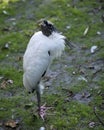 Wood Stork Bird Stock Photos.  Wood Stork Bird profile-view. Picture. Portrait. Photo. Image. Standing on ground grass. Black and Royalty Free Stock Photo