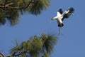 Wood stork coming in for a landing in central Florida.