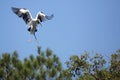 Wood stork coming in for a landing in central Florida.