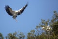 Wood stork coming in for a landing in central Florida.