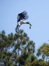 Wood stork coming in for a landing in central Florida.