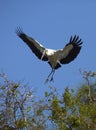 Wood stork coming in for a landing in central Florida.