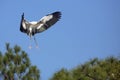 Wood stork coming in for a landing in central Florida.