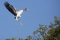 Wood stork coming in for a landing in central Florida.