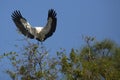 Wood stork coming in for a landing in central Florida.