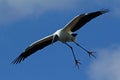Wood stork coming in for a landing in Florida.