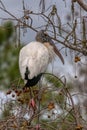 Wood stork in Everglades National Park Florida Royalty Free Stock Photo