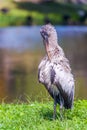 Wood stork.Everglades National Park.Florida.USA Royalty Free Stock Photo