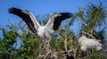 Wood stork family begins nest building