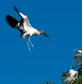 Wood Stork in flight Royalty Free Stock Photo