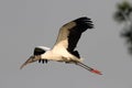 Wood Stork In Flight