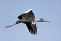 Wood Stork In Flight Royalty Free Stock Photo