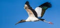 Wood Stork In Flight Royalty Free Stock Photo