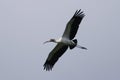 A endangered Wood Stork flying over the Everglades