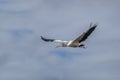 Wood Stork in Flight - Florida Royalty Free Stock Photo