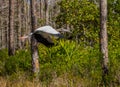 Wood Stork Flying through the Forest