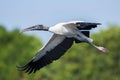 Wood stork in flight, Florida, United states of america Royalty Free Stock Photo