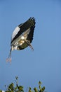Wood stork in flight isolated against a blue sky Royalty Free Stock Photo