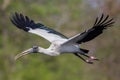 Wood stork in flight Mycteria americana, Florida, United states of america Royalty Free Stock Photo
