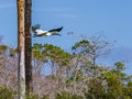 Wood Stork In Flight Royalty Free Stock Photo