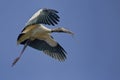 Wood Stork In Flight With Nesting Material Royalty Free Stock Photo