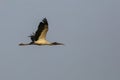 Wood Stork in flight, Brazil Royalty Free Stock Photo