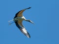 Wood Stork in Flight Royalty Free Stock Photo
