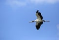 Wood Stork Flying Royalty Free Stock Photo