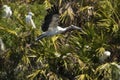 Wood stork flying low against shrubs in a Florida rookery. Royalty Free Stock Photo