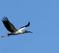 A wood stork flying by