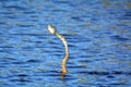 Aningha spear fishing