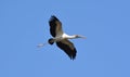 Wood Stork flying over head