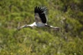 Wood stork flying over a swamp in central Florida. Royalty Free Stock Photo