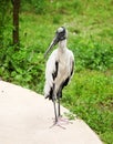 Wood stork foraging for food Royalty Free Stock Photo