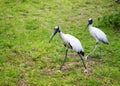 Wood stork foraging for food Royalty Free Stock Photo