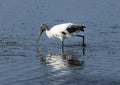 Wood stork foraging in the wetlands beside the Marsh Trail in the Ten Thousand Islands National Wildlife Refuge. Royalty Free Stock Photo