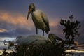 Wood Stork High in His Nest