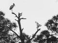 Wood Stork and Ibis in Black and White Royalty Free Stock Photo